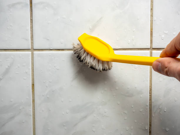 Mold Removal and Inspection in Glen Carbon, IL