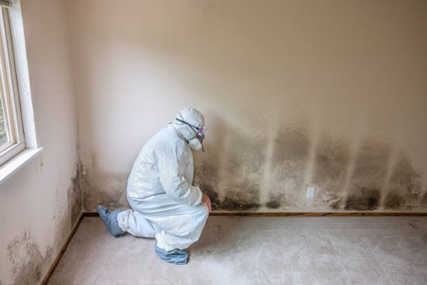 Best Mold Damage Repair  in Glen Carbon, IL